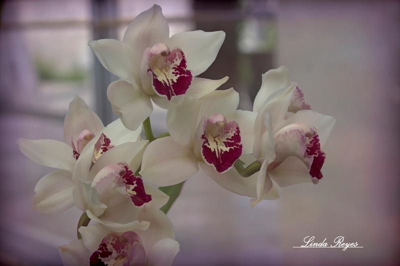 Cymbidium Orchids