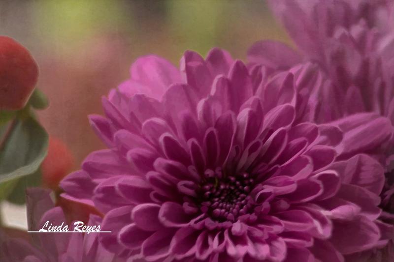 Dahlia in Pink