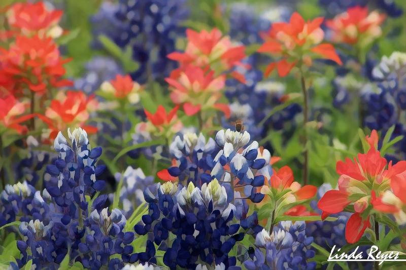 Indian Paintbrush, Bluebonnets and Bee