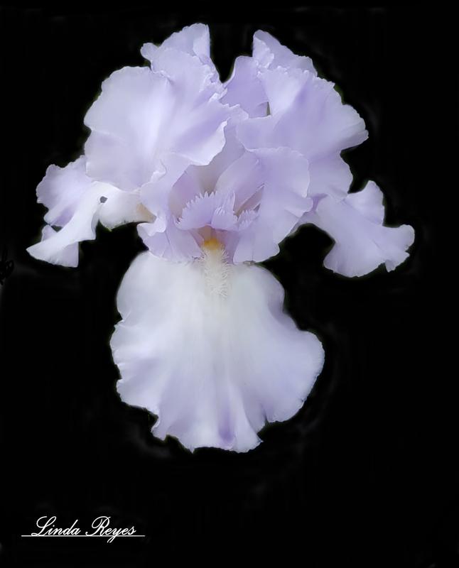 Lavender Iris