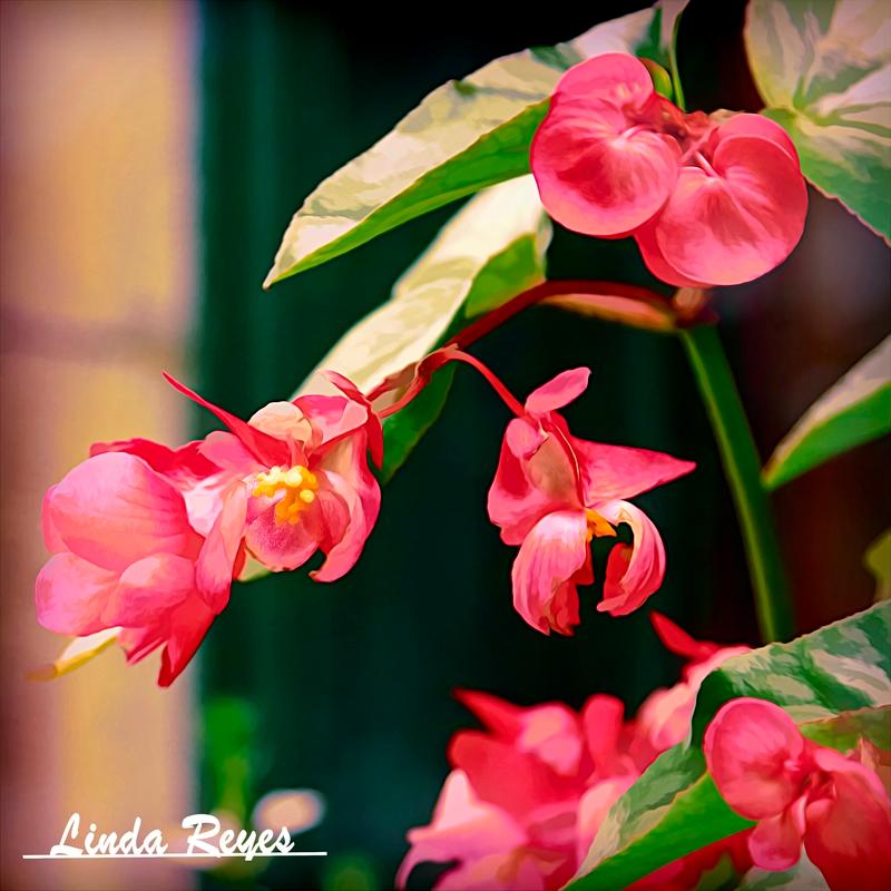 Dragon Wing Begonias