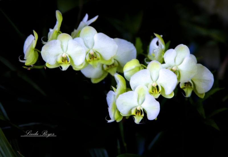 Phalaenopsis Amabilis-White