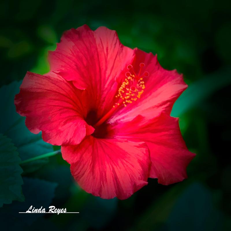 Hibiscus in Red
