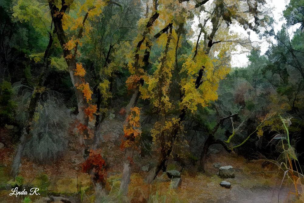 A Favorite Path in the Fall