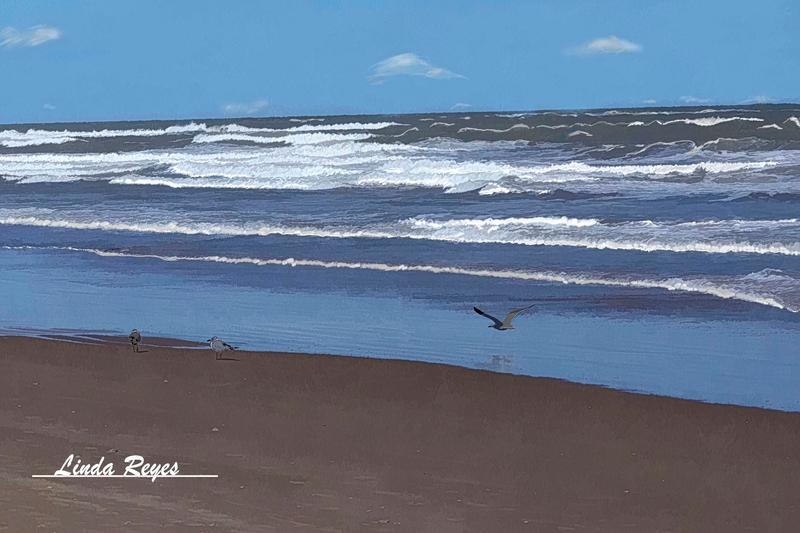 Seagulls at South Padre