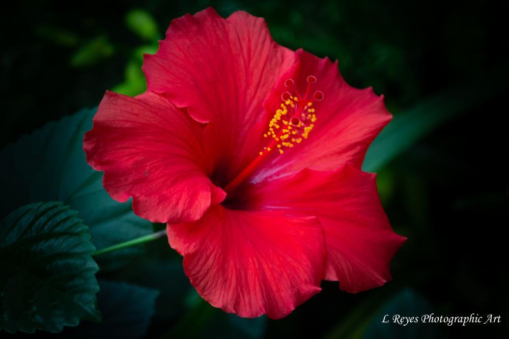 Hibiscus
