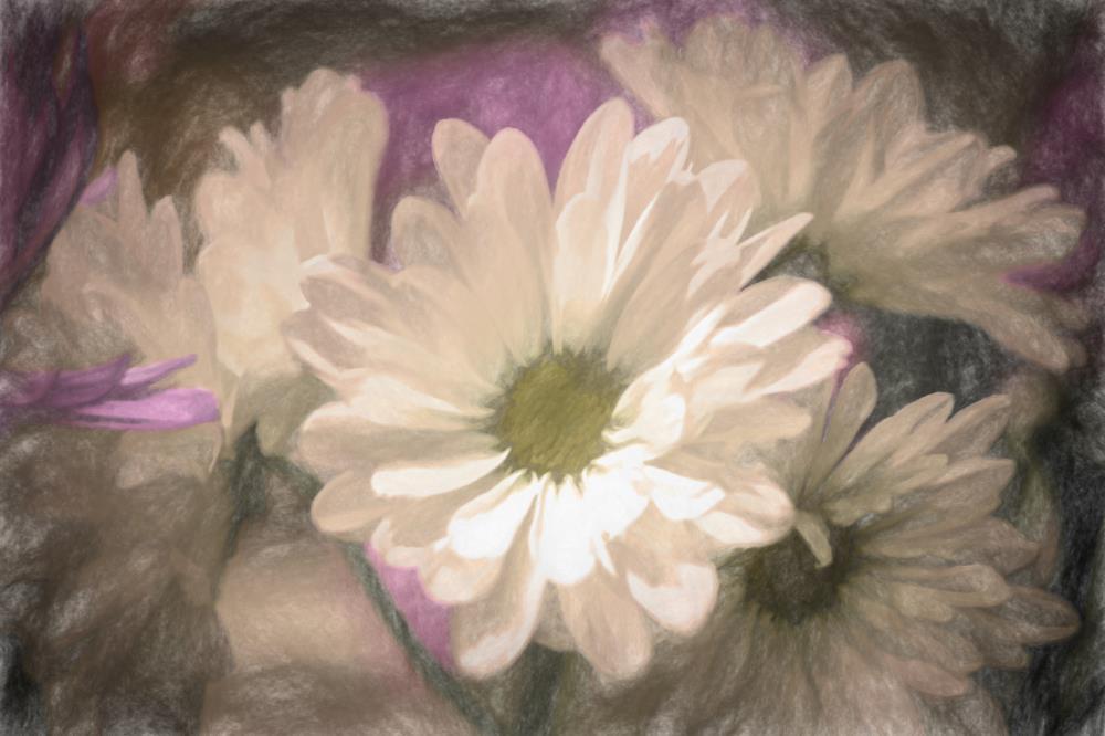 Daisies
